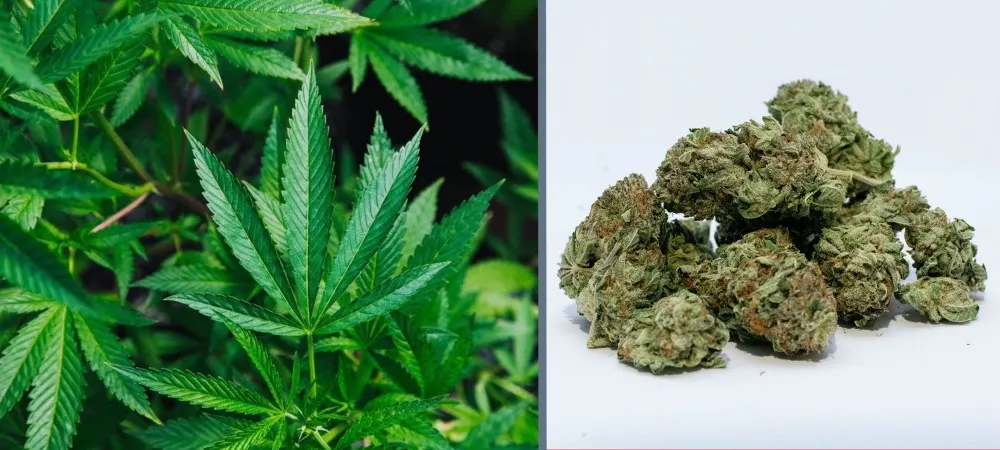 Marihuana legalna – mini www