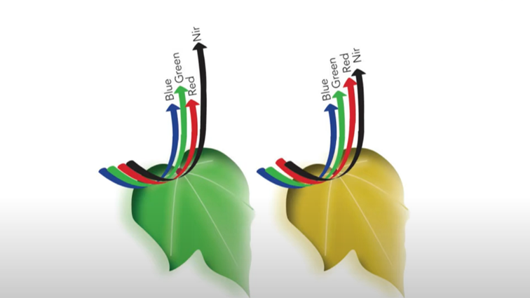 Satelity są w stanie rozpoznawać zanadto przesuszone plony i rośliny dzięki analizie długości fali odbijanej od powierzchni liści roślin